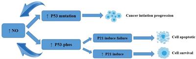 Endocrine effects of three common gas signaling molecules in humans: A literature review